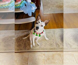 American Staffordshire Terrier Dogs for adoption in Holly Springs, NC, USA