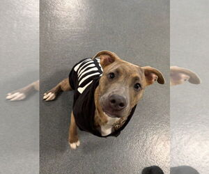 American Pit Bull Terrier Dogs for adoption in Glen Allen, VA, USA