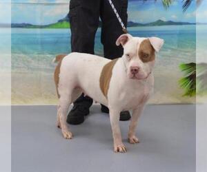 Olde Bulldog Dogs for adoption in Louisville, KY, USA