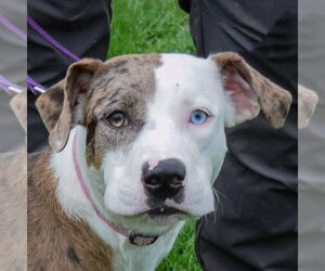 Boxer-Catahoula Leopard Dog Mix Dogs for adoption in Huntley, IL, USA