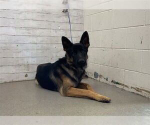 German Shepherd Dog Dogs for adoption in San Bernardino, CA, USA