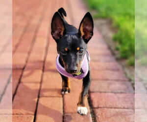 Rat Terrier Dogs for adoption in Atlanta, GA, USA