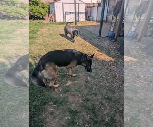 German Shepherd Dog Dogs for adoption in Denton, TX, USA