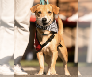 Chihuahua-Unknown Mix Dogs for adoption in Brooklyn, NY, USA