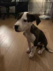 American Bulldog-Unknown Mix Dogs for adoption in Bronx, NY, USA