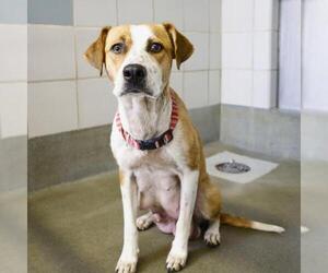 Mutt Dogs for adoption in San Antonio, TX, USA