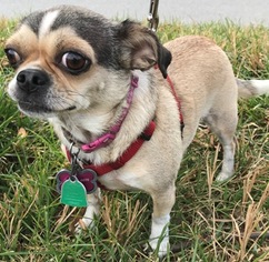 Cheeks Dogs for adoption in Garner, NC, USA