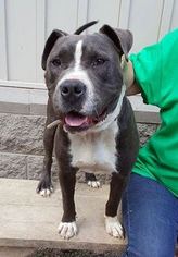 American Pit Bull Terrier Dogs for adoption in Low Moor, VA, USA