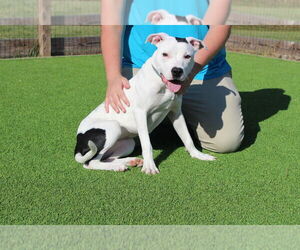 Mutt Dogs for adoption in Chestertown, MD, USA