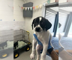 Mutt Dogs for adoption in San Bernardino, CA, USA