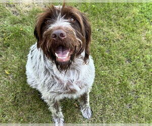 German Wirehaired Pointer Dogs for adoption in Ames, IA, USA