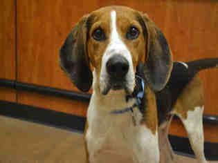 English Foxhound Dogs for adoption in Aurora, CO, USA