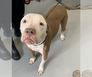 American Pit Bull Terrier Dogs for adoption in Corpus Christi, TX, USA