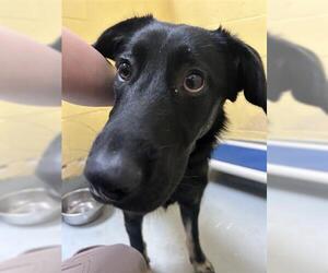 German Shepherd Dog-Unknown Mix Dogs for adoption in Tulsa, OK, USA