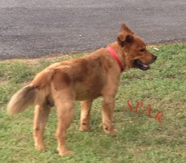 Chow Chow-Unknown Mix Dogs for adoption in Rockmart, GA, USA