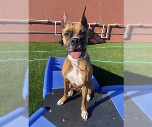 Boxer Dogs for adoption in San Francisco, CA, USA