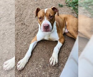 American Pit Bull Terrier-Unknown Mix Dogs for adoption in Batavia, NY, USA