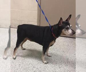 Miniature Pinscher-Unknown Mix Dogs for adoption in Conroe, TX, USA