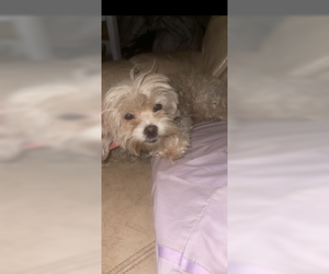 Maltese Dogs for adoption in Eustis, FL, USA