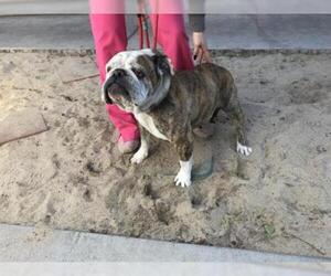 Bulldog Dogs for adoption in Modesto, CA, USA