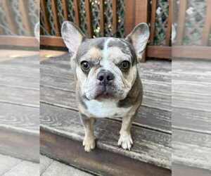 French Bulldog Dogs for adoption in Catasauqua, PA, USA