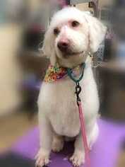 Labradoodle Dogs for adoption in Grovertown, IN, USA