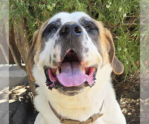 Saint Bernard Dogs for adoption in Albuquerque, NM, USA