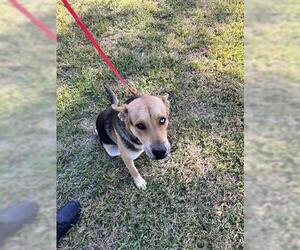 German Shepherd Dog Dogs for adoption in Houston, TX, USA