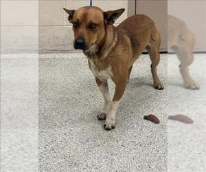 Mutt Dogs for adoption in Conroe, TX, USA