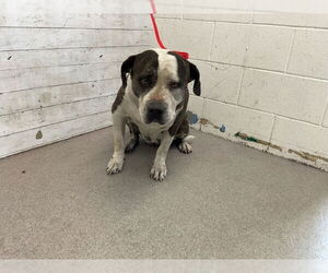 American Pit Bull Terrier Dogs for adoption in San Bernardino, CA, USA