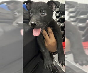 American Pit Bull Terrier Dogs for adoption in San Bernardino, CA, USA