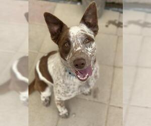 Mutt Dogs for adoption in Santa Maria, CA, USA