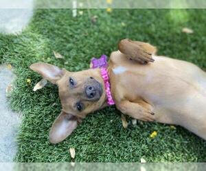 Chiweenie Dogs for adoption in Rancho Santa Margarita, CA, USA