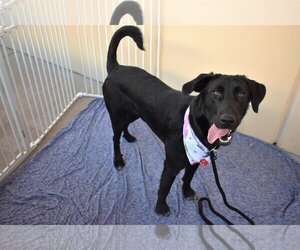 Golden Labrador Dogs for adoption in McKinney, TX, USA