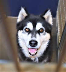 Small Alaskan Husky