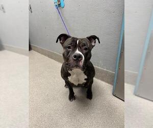 American Pit Bull Terrier-Unknown Mix Dogs for adoption in Las Vegas, NV, USA