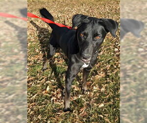 Labrador Retriever-Unknown Mix Dogs for adoption in Ogden, UT, USA