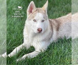 Siberian Husky-Unknown Mix Dogs for adoption in Modesto, CA, USA