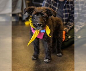 Poodle (Standard)-Unknown Mix Dogs for adoption in Bellevue, WA, USA