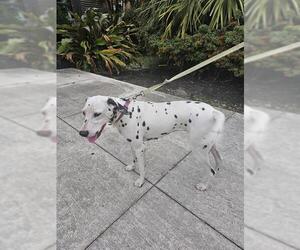 Dalmatian Dogs for adoption in Fort Lauderdale, FL, USA