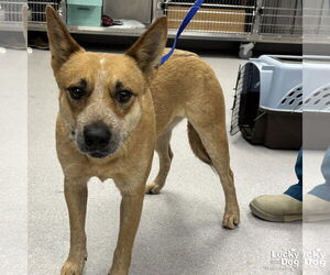 Red Heeler-Unknown Mix Dogs for adoption in Washington, DC, USA