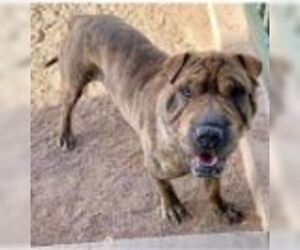 Chinese Shar-Pei Dogs for adoption in Fort Collins, CO, USA