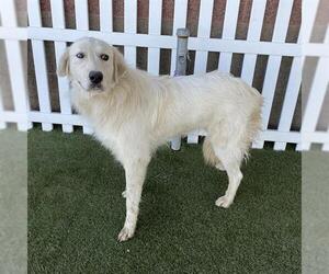 Great Pyrenees Dogs for adoption in Modesto, CA, USA