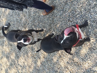 Staffordshire Bull Terrier Dogs for adoption in Holland, MI, USA