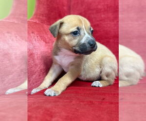 Mutt Dogs for adoption in Canton, CT, USA