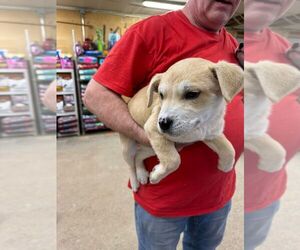 Mutt Dogs for adoption in Calgary, Alberta, Canada