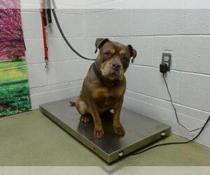 Staffordshire Bull Terrier-Unknown Mix Dogs for adoption in Moreno Valley, CA, USA