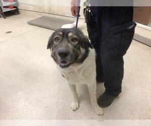 Anatolian Shepherd-Unknown Mix Dogs for adoption in Riverside, CA, USA