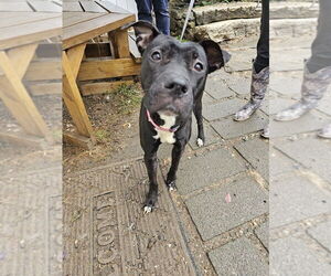 American Pit Bull Terrier-Labrador Retriever Mix Dogs for adoption in Brewster, NY, USA