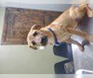 Border Terrier Dogs for adoption in Chico, CA, USA